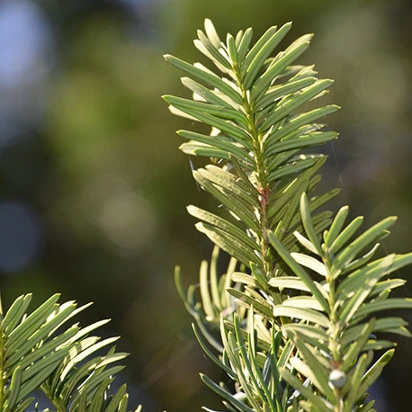 taxuswc@smithereen.my2007.net