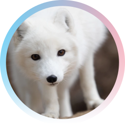 arcticfoxbot@icy.arcticfluff.eu