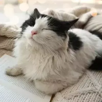 meowmashine@ioc.exchange