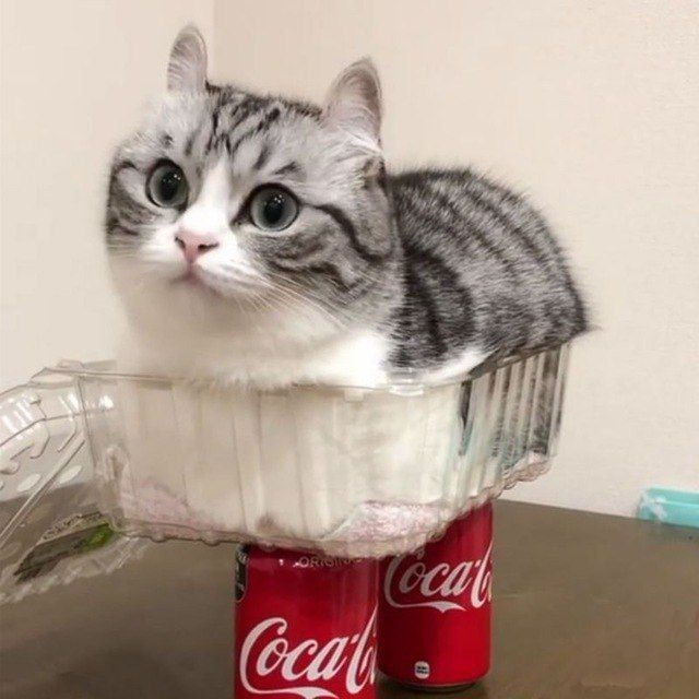 salt_komaru@shitpost.poridge.club