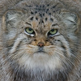 DailyManul@hell.twtr.plus