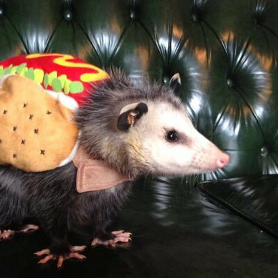 konflicker@mastodon.ml