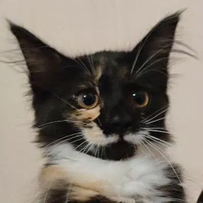 tuchka@kittens.khlebushek.org