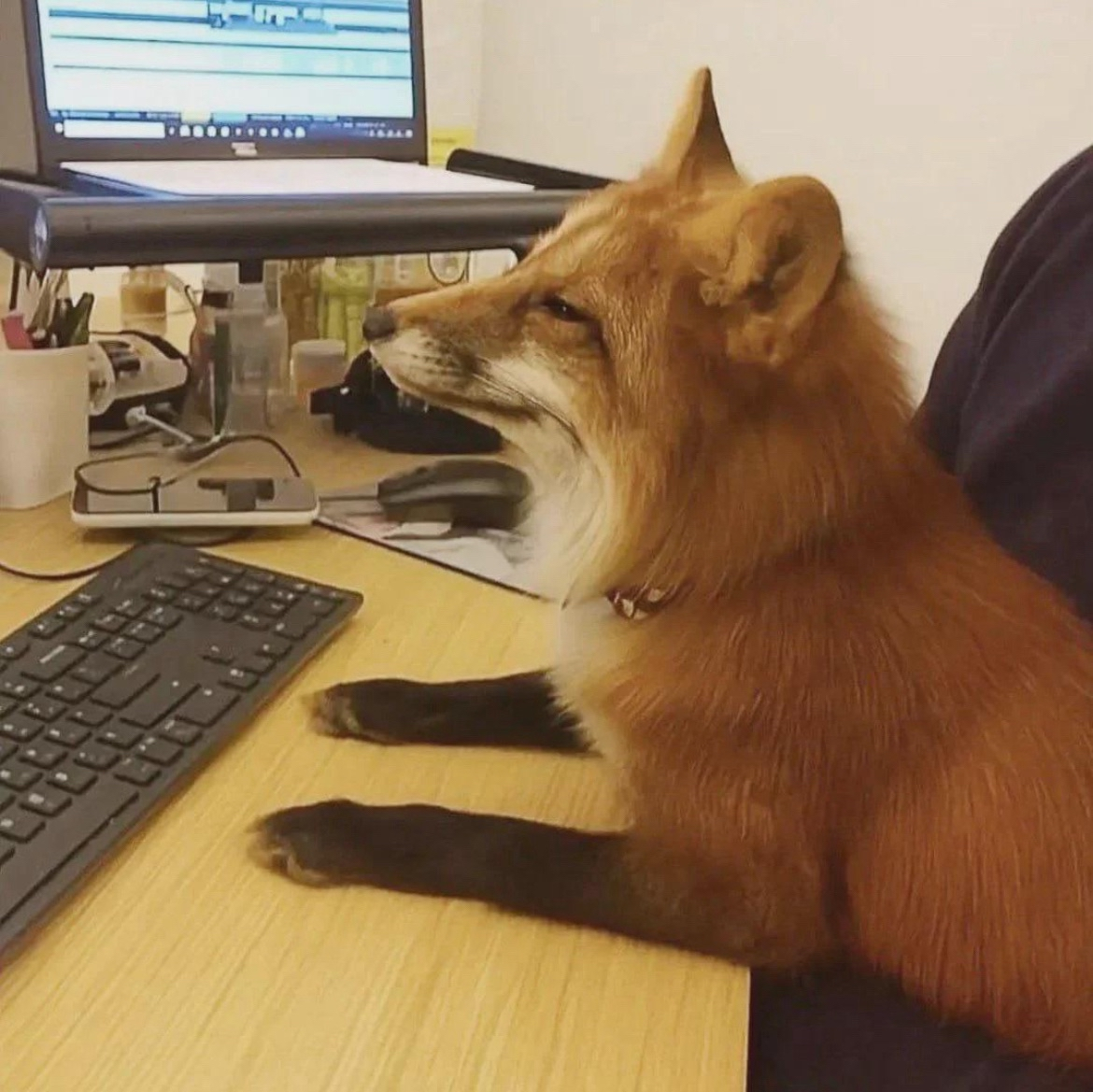 fox9378@shitpost.poridge.club